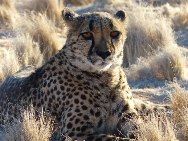 cheetah