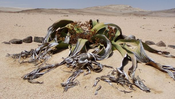 welwitschia-mirabillis