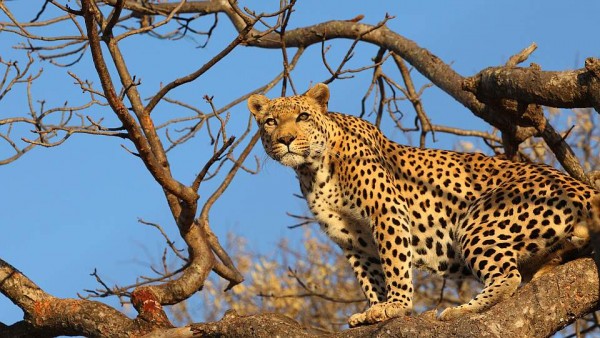 leopard