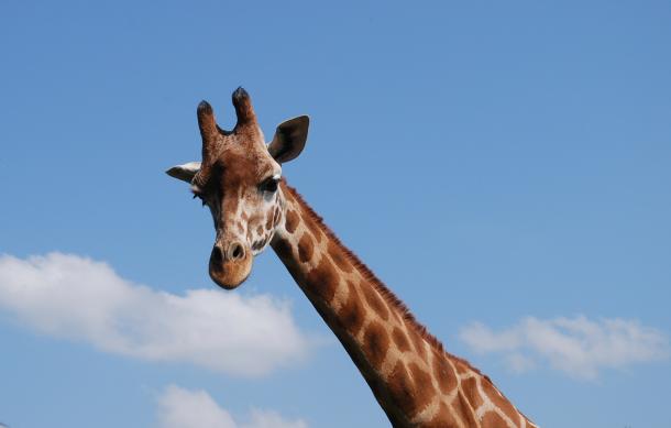 safari-1
