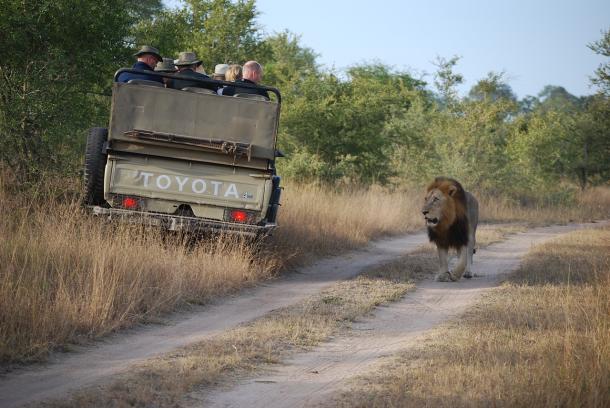 safari