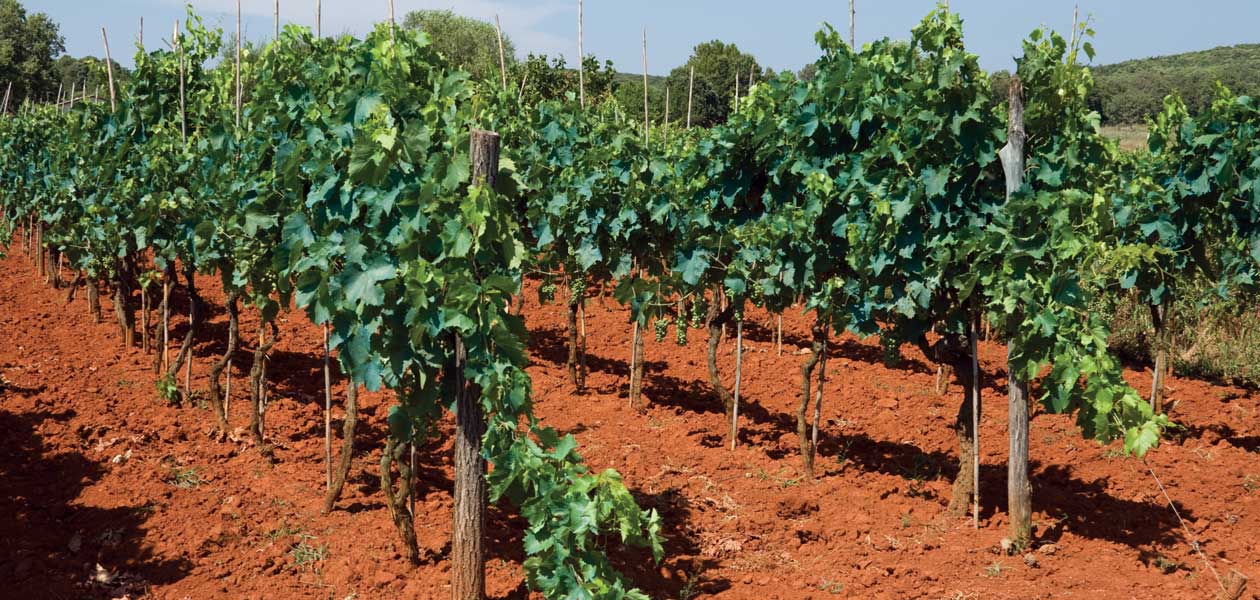istra_vino