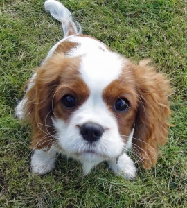 amber-the-cavalier-king-charles-spaniel_56427_2011-03-12_w450