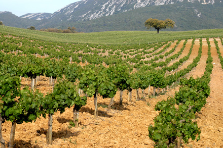 portuguese-vineyards
