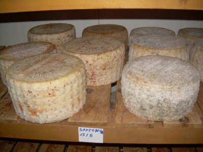 casu-marzu