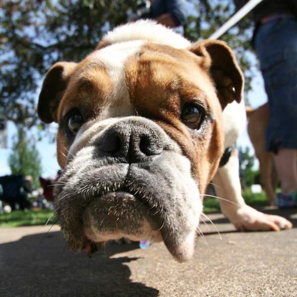 buldog