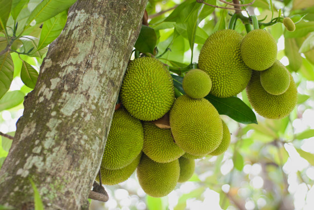 jackfruit2