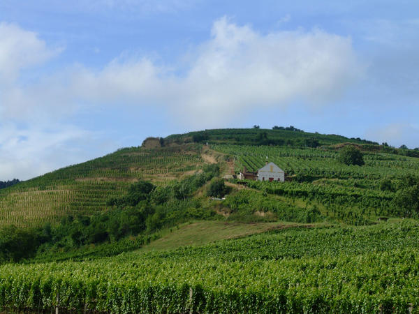 tokaj