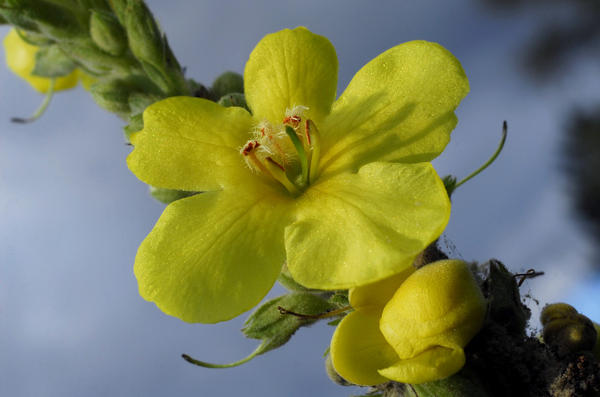 verbascum-lychnitis_l