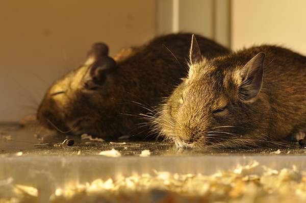 degu_2