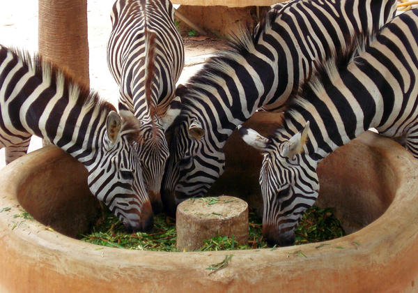 zebre