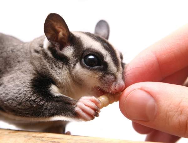 Sugar glider2