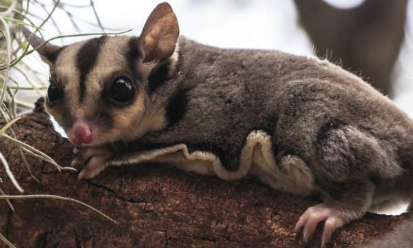 Sugar glider4