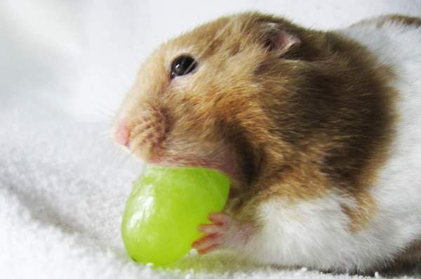 hamster-mike