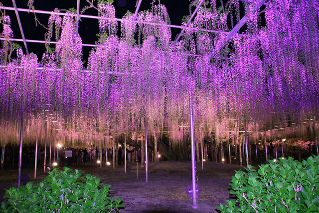 Tunel Wisteria