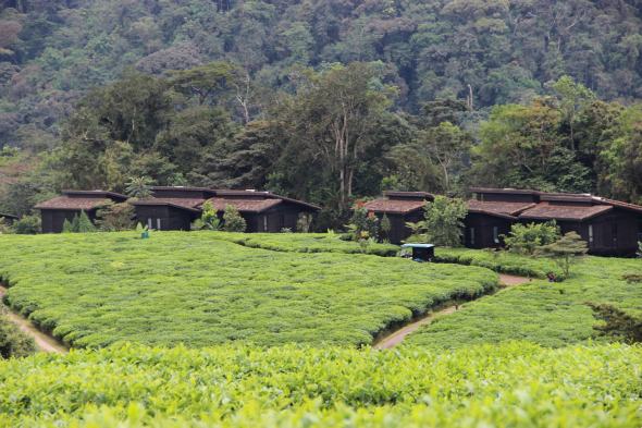 nyungwe-forest-lodge-08