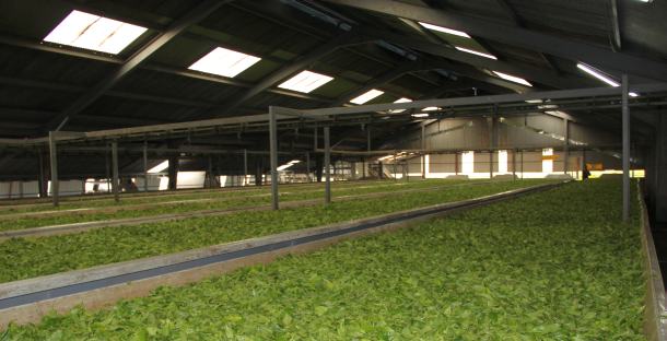 tvornica-caja-susara