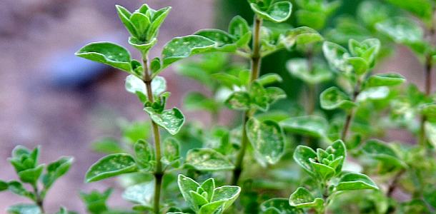 origano