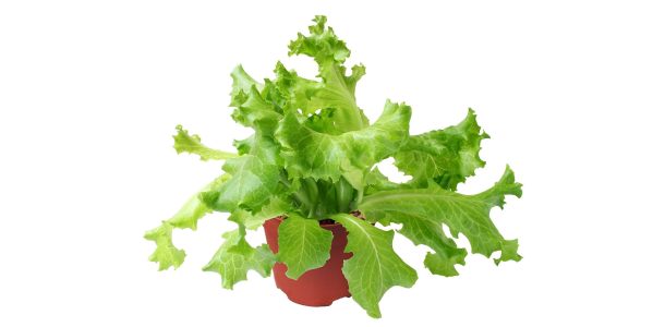 Salata