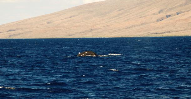 maui-4