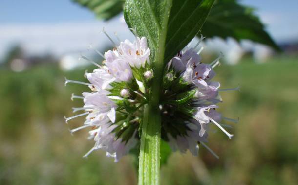 menta-1