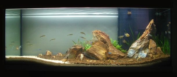 aquascaping-1