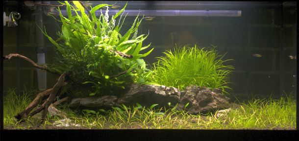 aquascaping-2