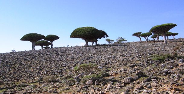 socotra-1