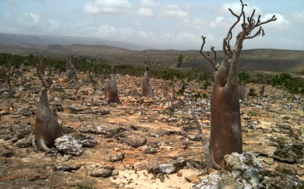 socotra-5