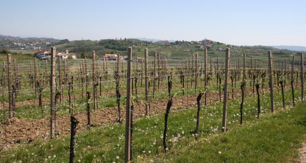vinarija-zanut-1