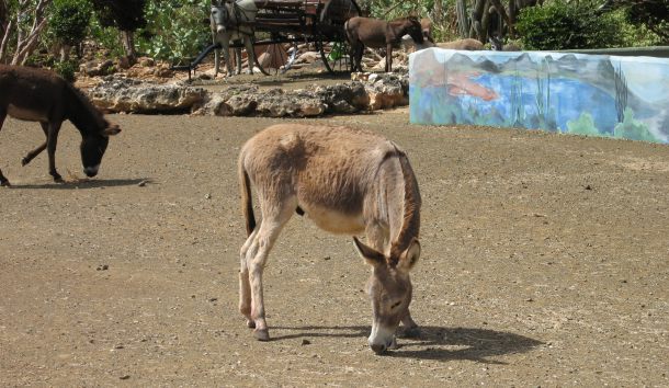 bonaire-4