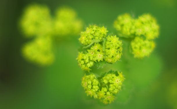 Alchemilla vulgaris