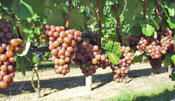 Gewurztraminer