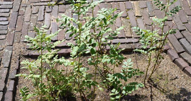Glycyrrhiza glabra