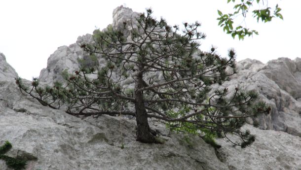 Paklenica stijene