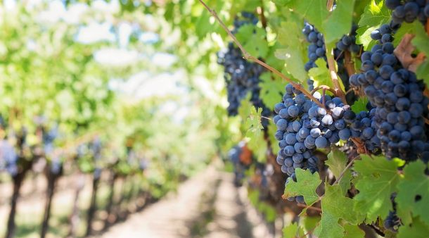 Vinograd