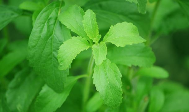 Stevia