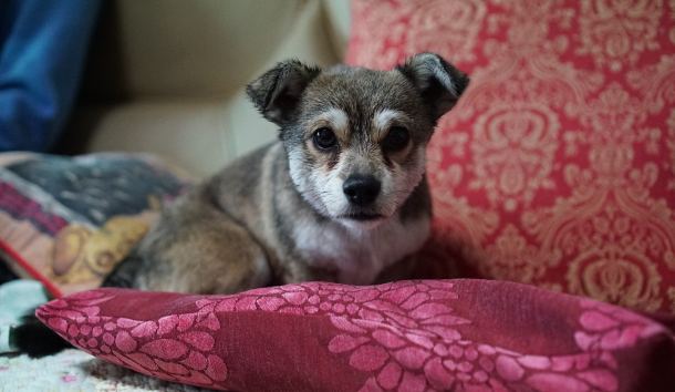 Rimske terme - dog friendly