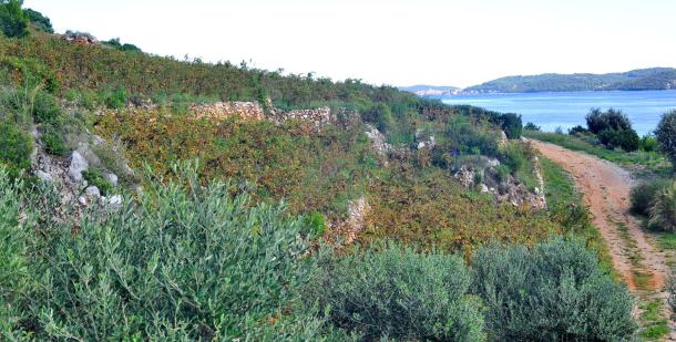 vinograd-benmosche-zinfandel-peljesac