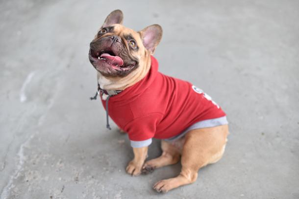 dawg-swag-1