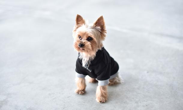 dawg-swag-3