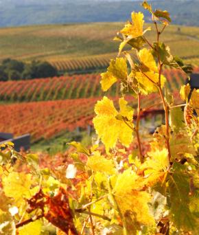 vinograd