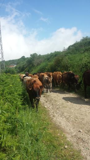 put-svetog-jakova-33