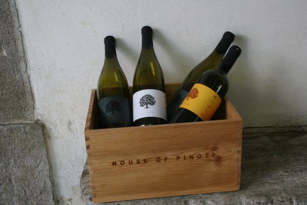 tilija-vina