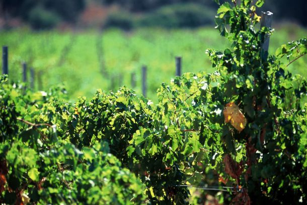 Vinograd