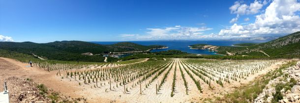 vinograd-1