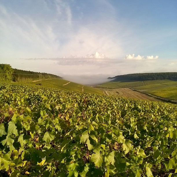 chablis-premier-cru