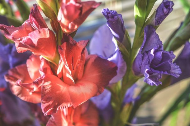 Gladiola
