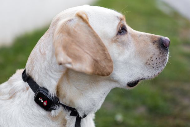 pet-tracker-1