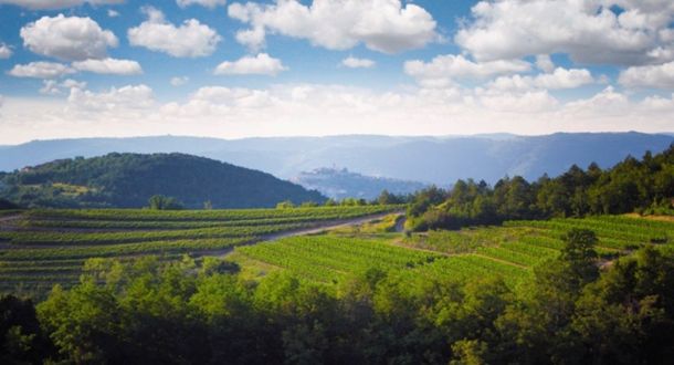 benvenuti-vinogradi-1